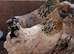 Gold top silkies