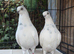 Budapest Pigeons for sale