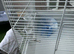 Cage near new condition complete setup