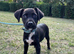 Most beautiful little boy patterdale puppy