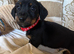 miniature dachshund one boy left