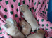 4 Chihuahua puppies