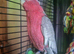 Galah cockatoo