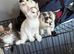 Kittens for sale