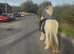 Stunning Project/broodmare
