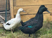Small flock for sale 2 female ducks and 1 male duck