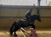 15 year old black cob