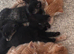 Kittens looking for forever homes