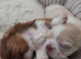 Imperial Shitzu puppies