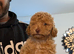 Toy poodle