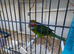 2 cock kakariki.
