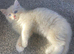 TIca pedigree Mink Ragdoll kittens