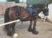 Top bred Gypsy Vanner mare