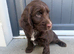 Cockapoo puppies