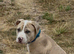 American bully cross puppy