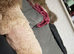Cavapoo adult female