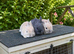 ️ Beautiful Pure Netherland Dwarf Baby Bunnies ️
