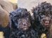 Gorgeous toy poodle puppys. Health tested parents