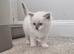 Pure Ragdolls - ONE BLUE FEMALE LEFT
