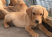 Beautiful KC registered labrador puppies
