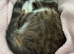 Cats for Rehome
