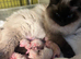 Tica ragdoll kittens