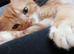 Ginger and white tabby