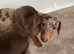 Long haired mini dachshund girl