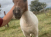 SPSBS miniature Filly