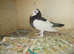 I have 3 pigeons. FOR SALE RACING PIGEON .X TRUPTER. TRUPTER...