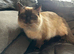 kittens for sale ragdoll x dometic family pets