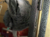 African greys