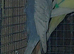 Budgies