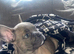 French bull dog