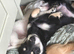 Stunning black and cream kc registered longcoat mini dachshund