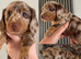 KC registered Long hair and short hair miniature dachshunds