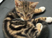 Beautiful cat to go to a good home