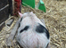 5 month old Kune Kune Weaners. 2 Boys and 2 Girls Ready To Leave NOW!