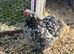 Blue mottled pekin hatching eggs