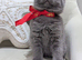 Amazing British shorthair Blue kittens