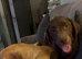 Chocolate Labrador