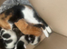 5 Kittens For Sale - Ready 14th may