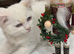 Stunningly cute and confident rare flame point kittens