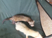 Jolls x 2 both 2 yrs old