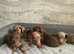 Minature Dachund boys kc registered