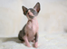 Sphynx Kittens