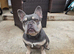 French bulldog bitch