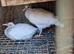 Pigeons