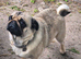 Bonded Pair Female Pugs
