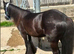 Cob colt